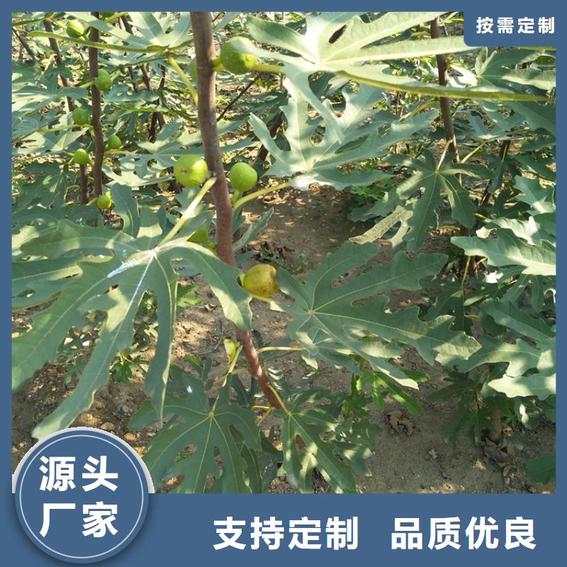 无花果,梨树苗颜色尺寸款式定制