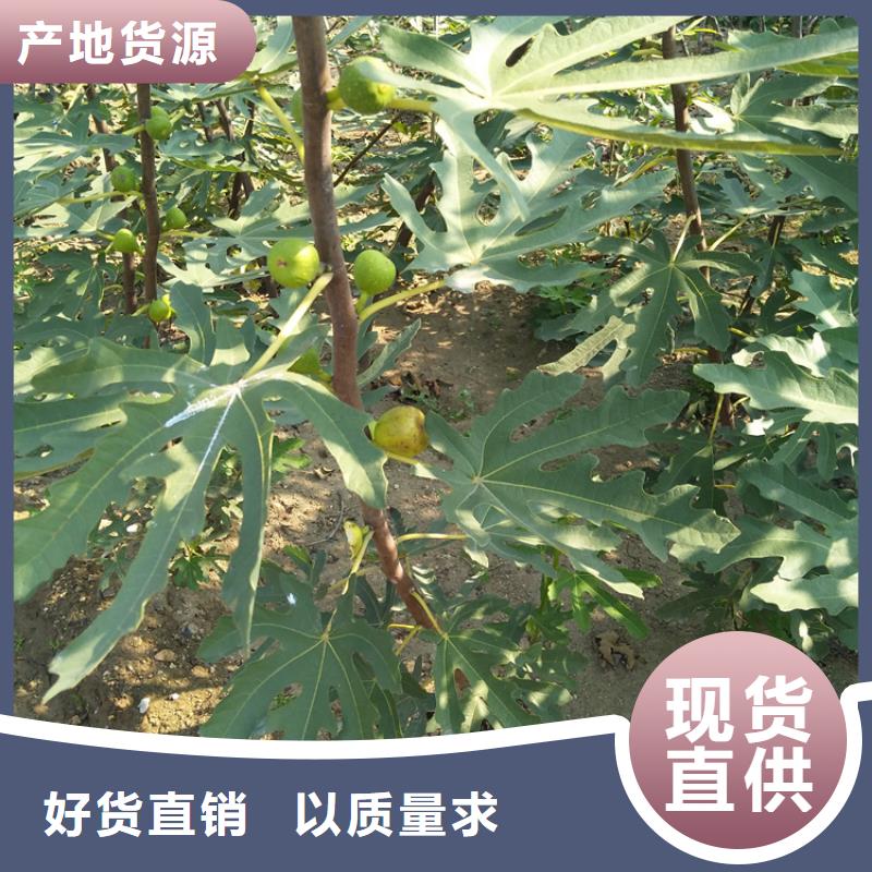 無花果-【藍莓苗】0中間商差價