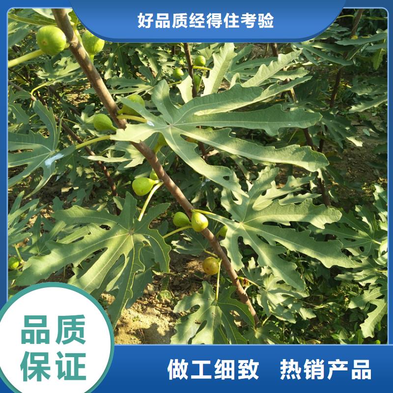 【無花果】石榴樹現貨充足
