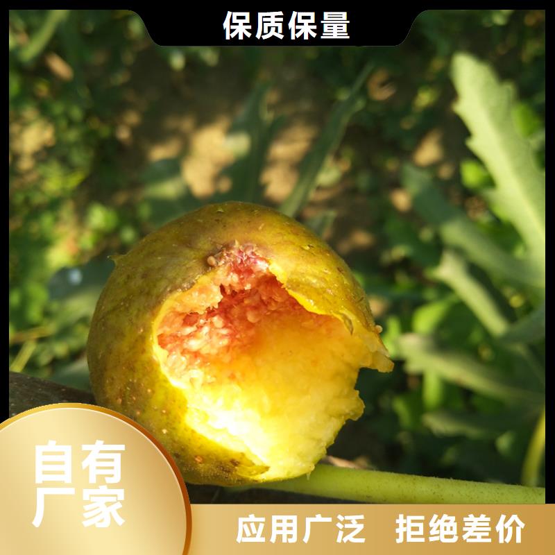 無花果櫻桃苗支持加工定制