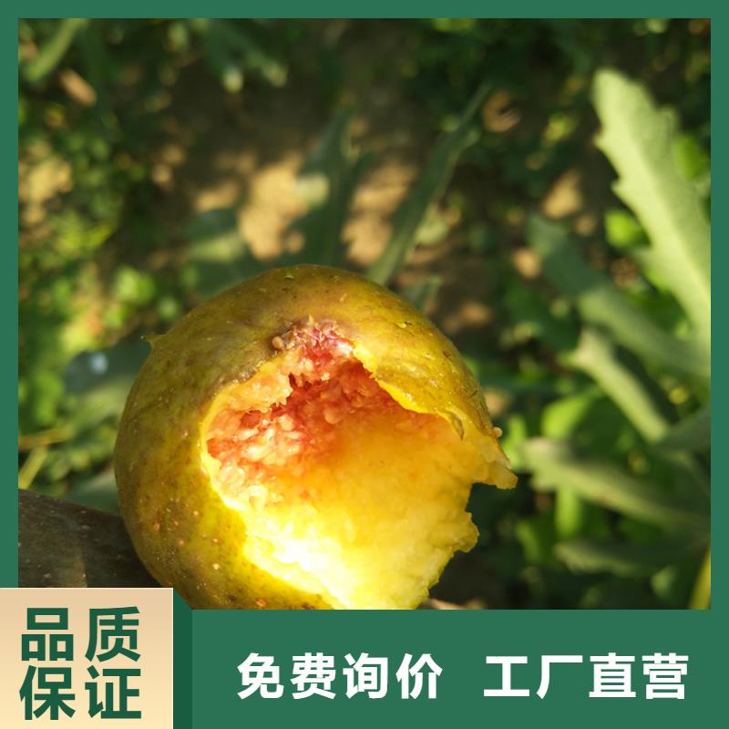 無花果櫻桃苗應用領域