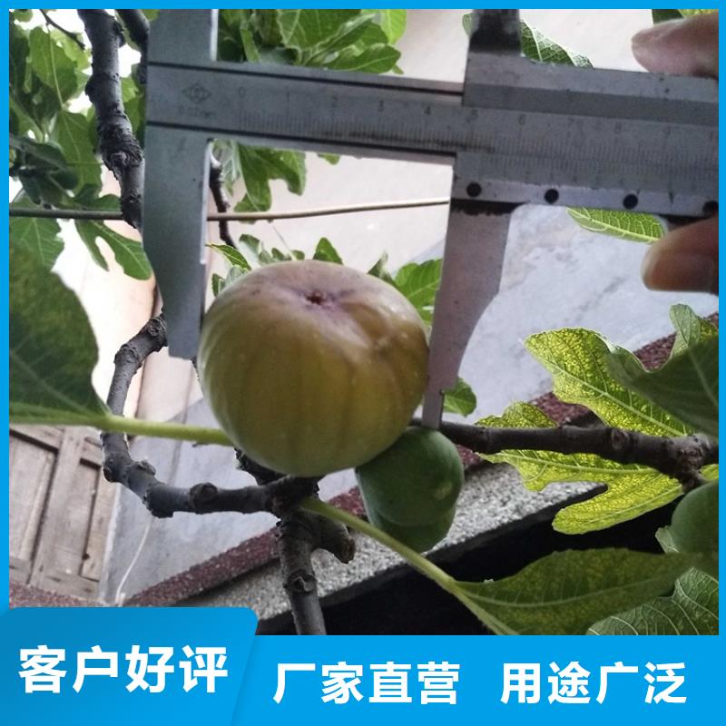 【無花果】石榴樹現貨充足