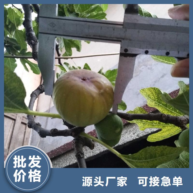 無花果,【蘋果苗】一站式廠家