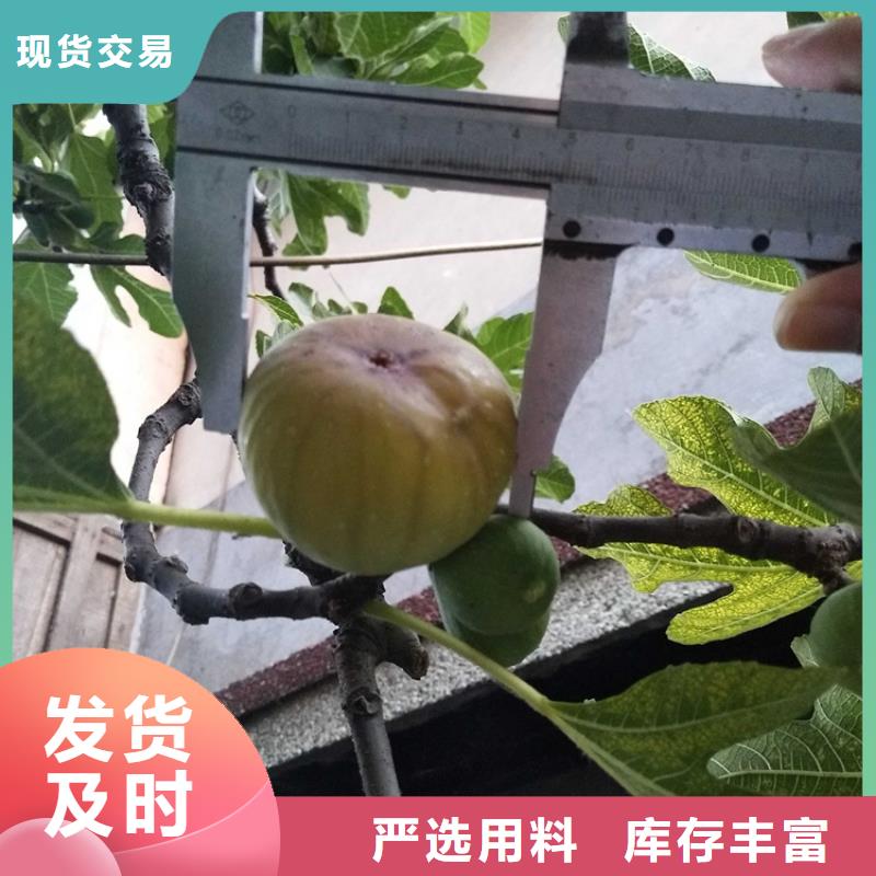 【無花果】無花果苗用心經營