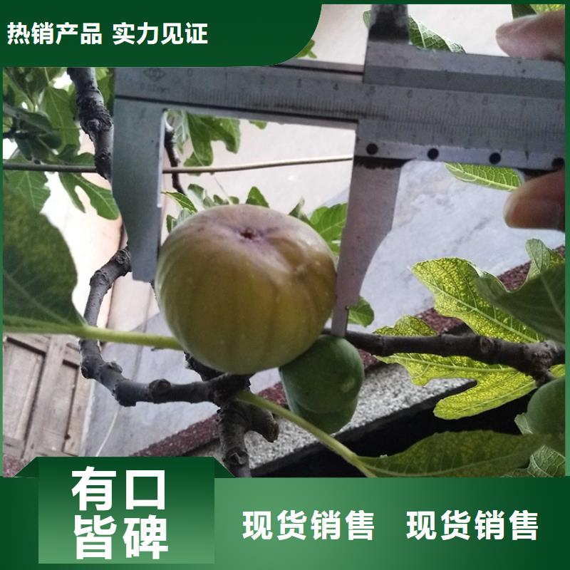 【无花果蓝莓苗源头厂源头货】