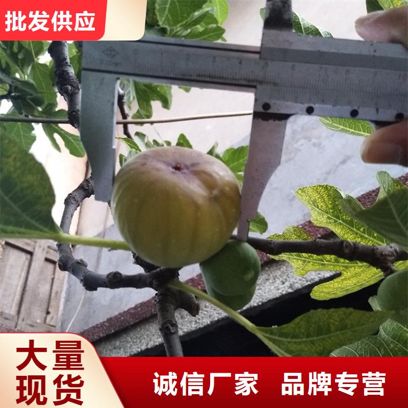 無花果【藍莓苗】專業按需定制