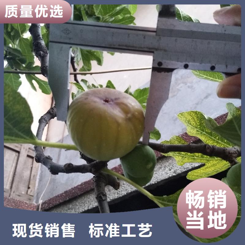 無花果櫻桃苗支持加工定制