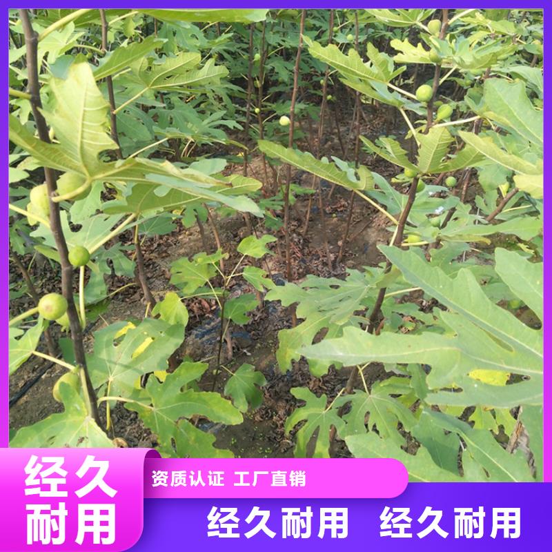 【無花果蘋果苗價格低】