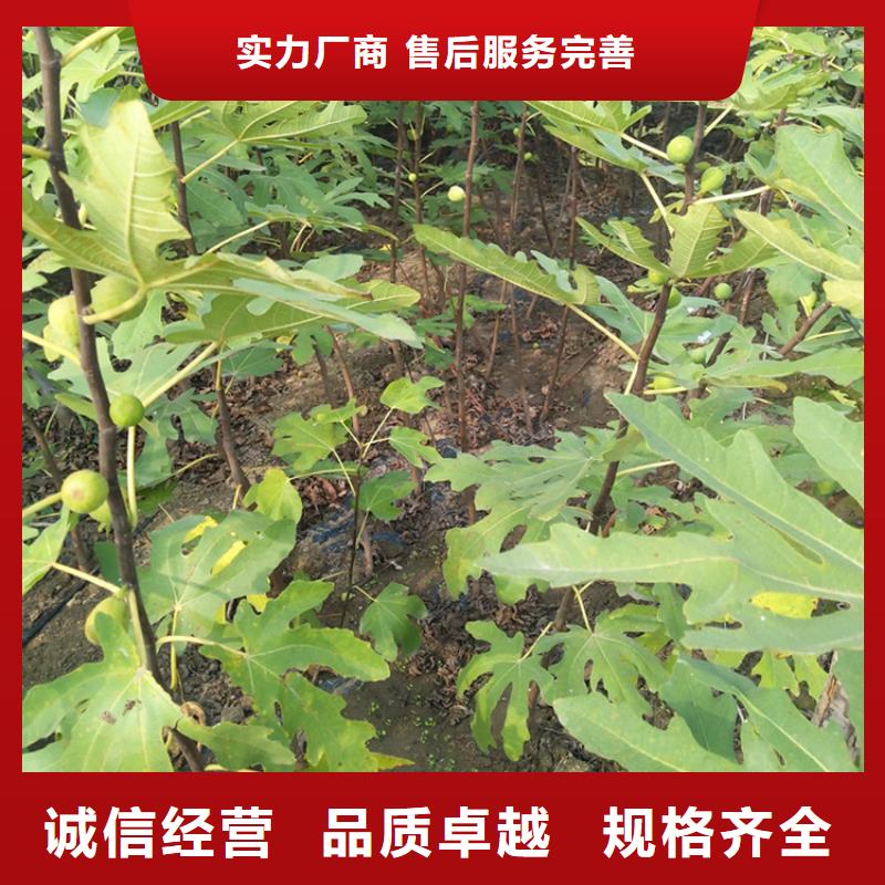 無(wú)花果【葡萄苗】定金鎖價(jià)