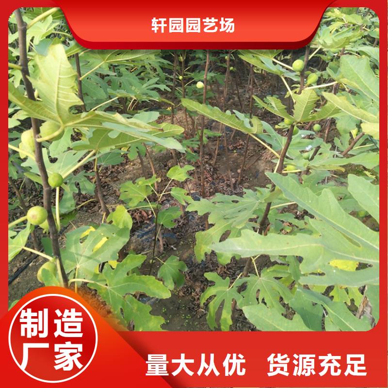 无花果苹果苗闪电发货