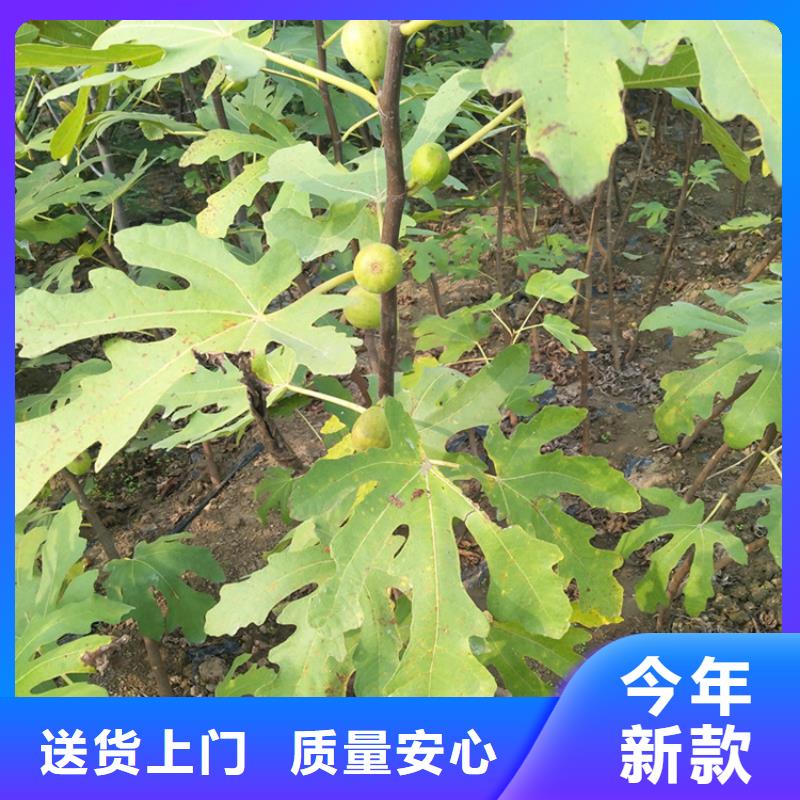 無花果蘋果苗認準大品牌廠家