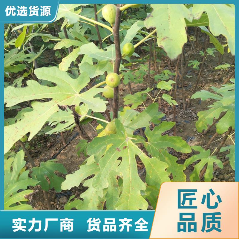 無花果櫻桃苗廠家型號齊全