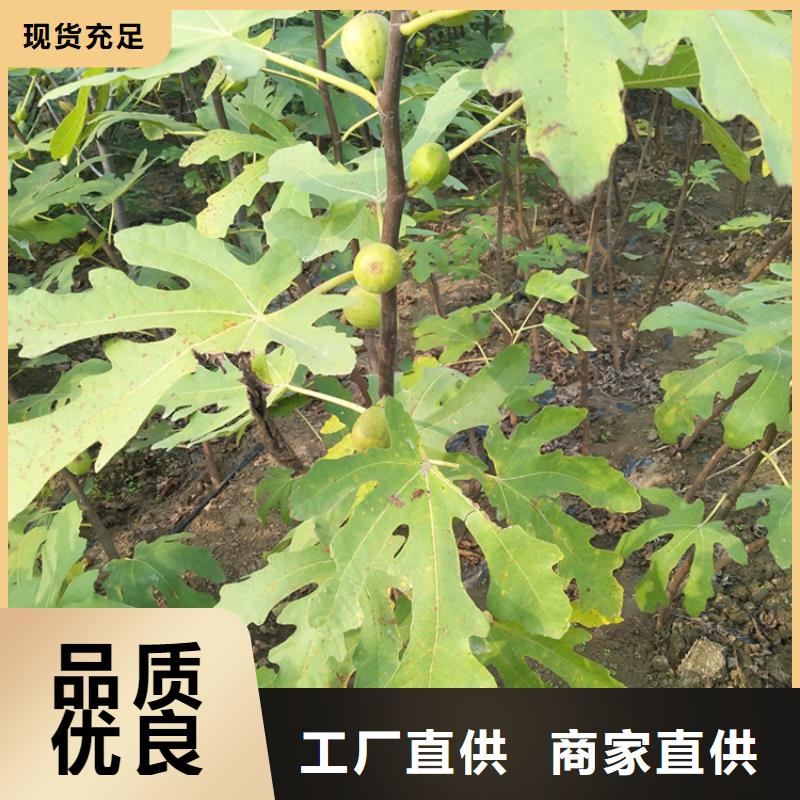 無花果櫻桃苗實拍品質保障