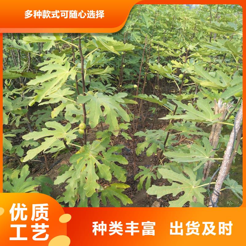 無花果櫻桃苗支持加工定制