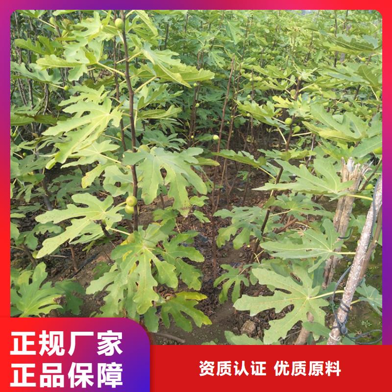 無花果櫻桃苗廠家型號齊全