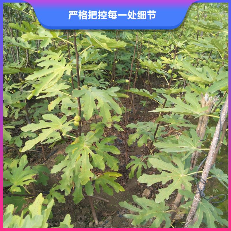 無花果,板栗苗細節之處更加用心