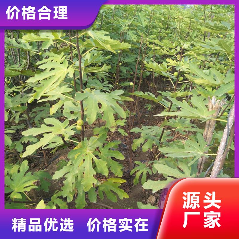 無花果李子苗為您精心挑選