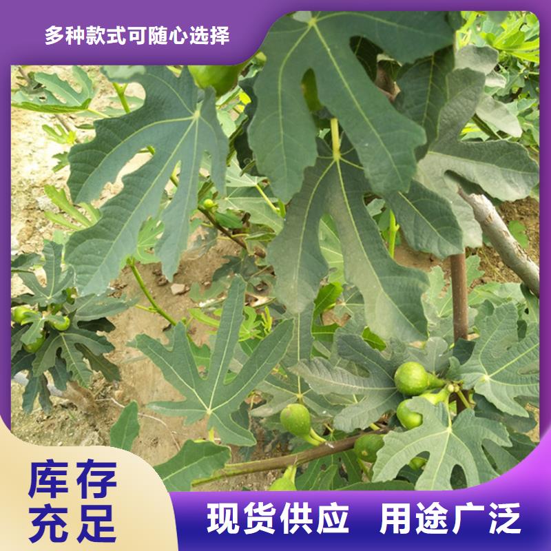 無花果,板栗苗細節之處更加用心