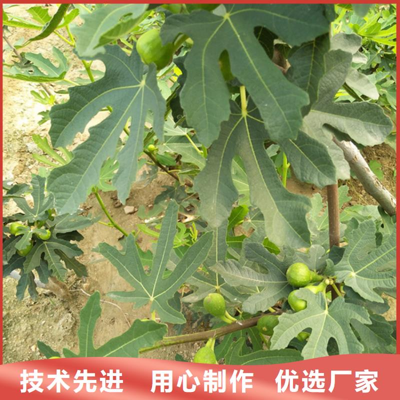 無花果櫻桃苗支持加工定制