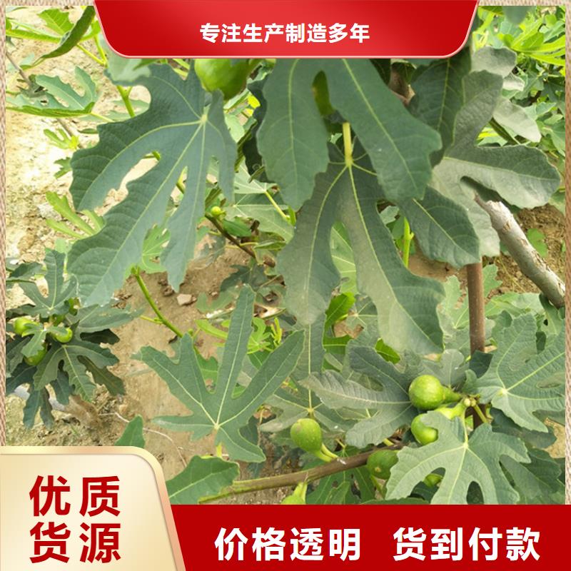 【無花果】櫻桃苗廠家新品