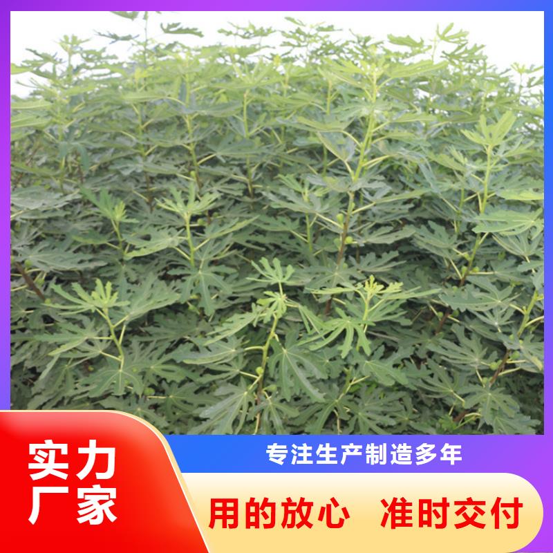 【無花果藍莓苗源頭廠源頭貨】