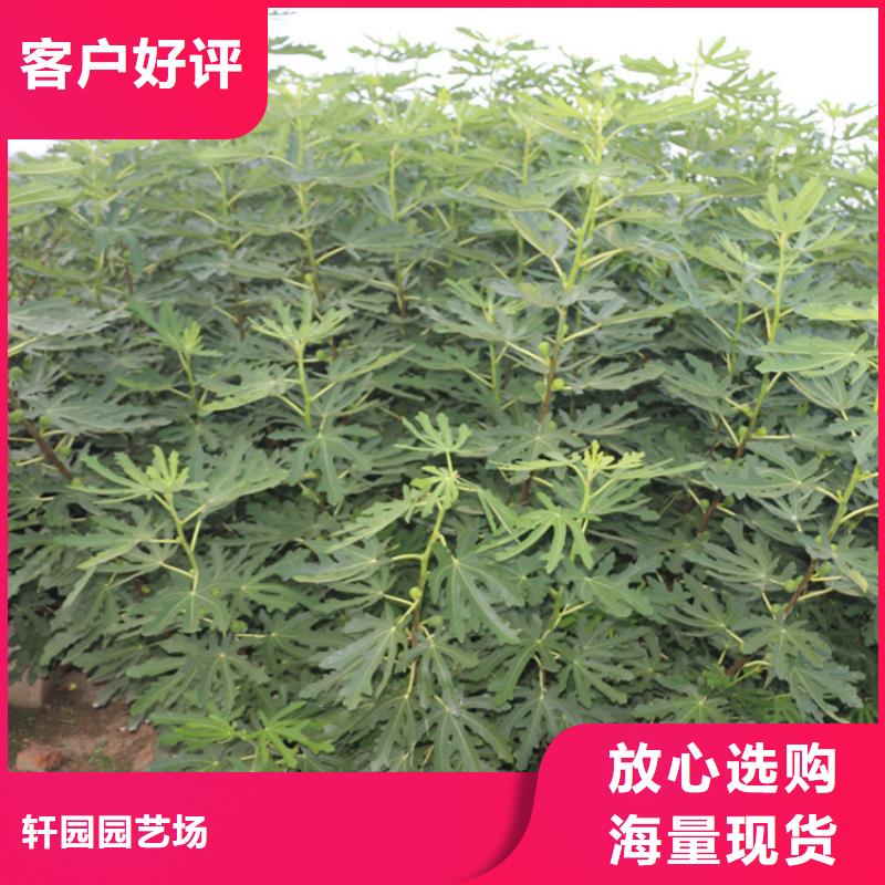 無花果葡萄苗實時報價