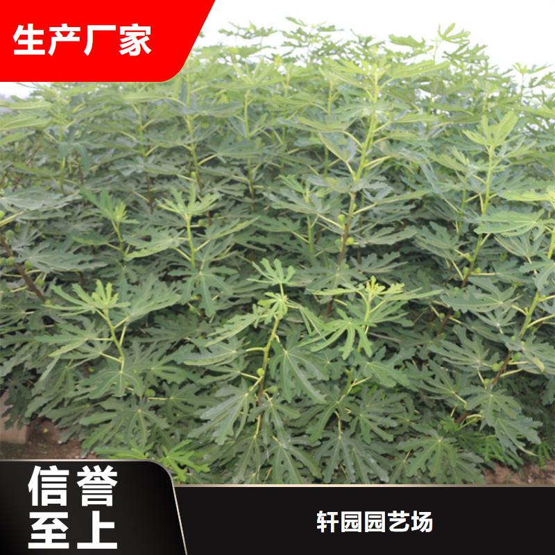 無花果石榴苗準(zhǔn)時交付