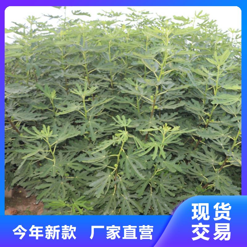 無花果櫻桃苗嚴選用料