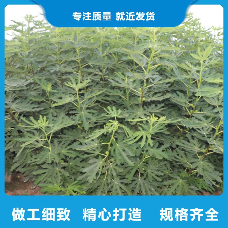 無花果草莓苗性價(jià)比高