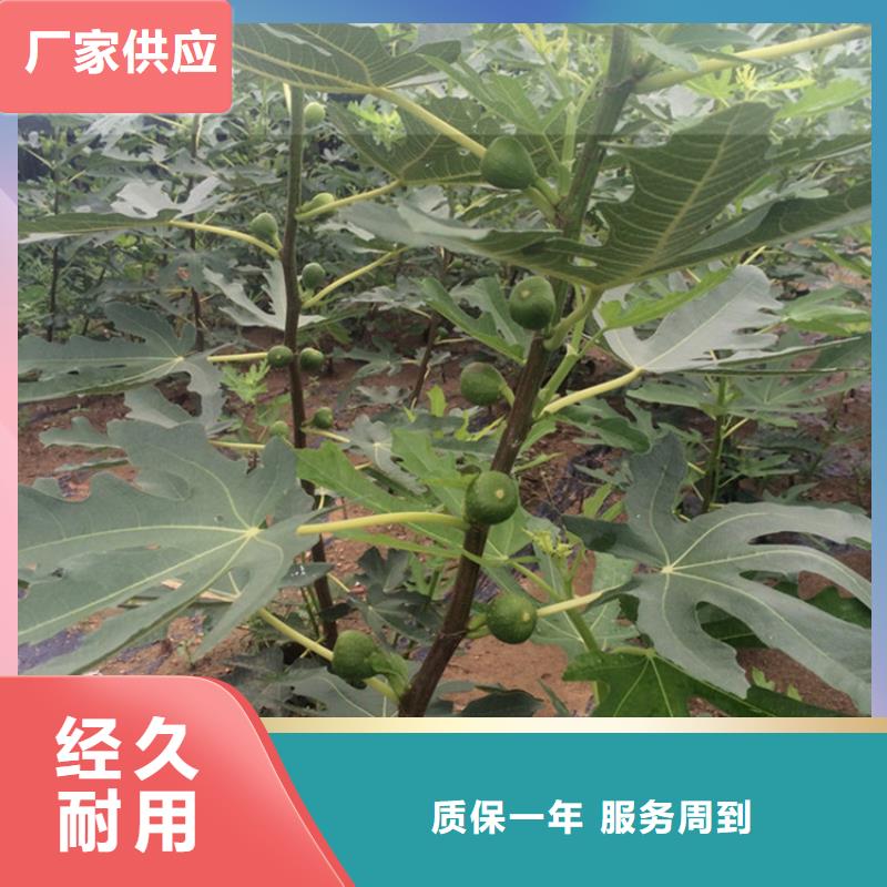 無花果【板栗苗】優(yōu)選貨源