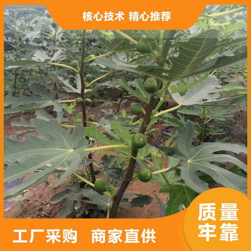 無花果草莓苗性價比高