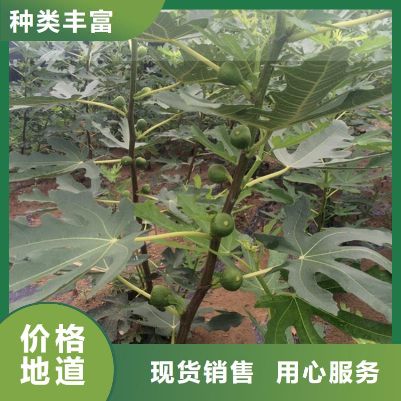 無花果桃樹苗實時報價