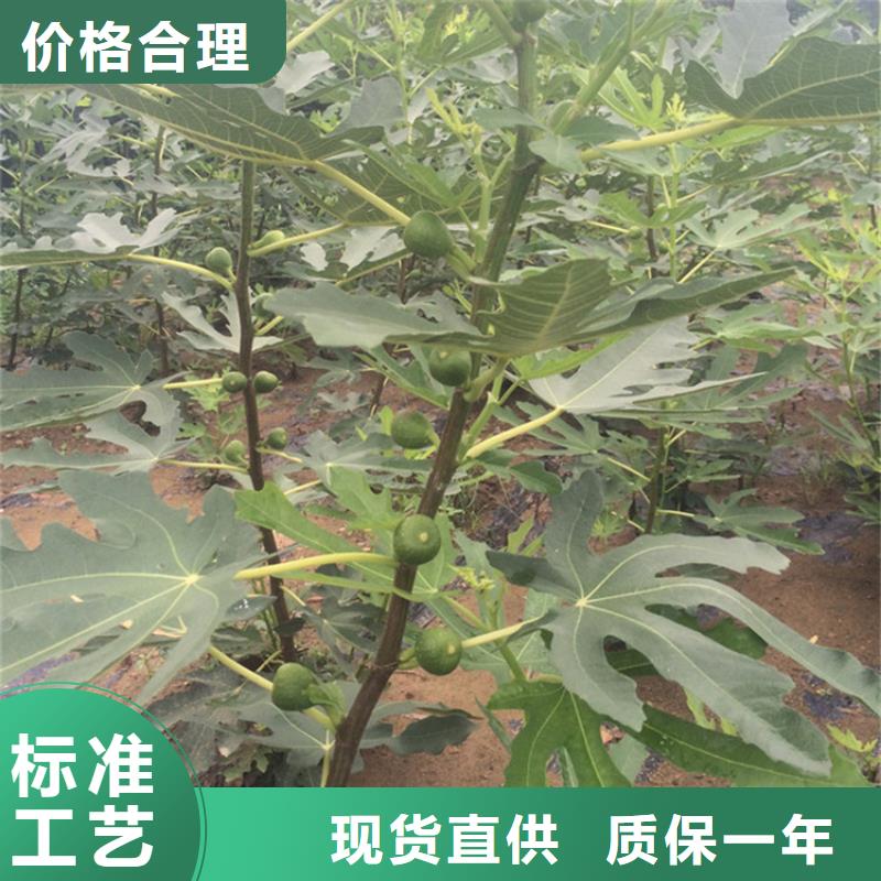 無花果梨樹苗可定制