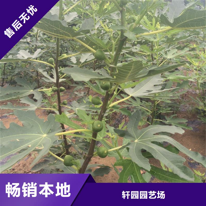 【無花果】桃樹苗符合國家標準