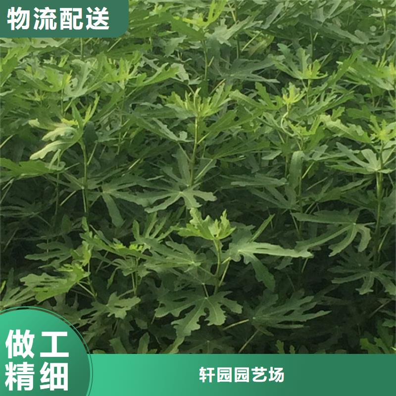 無花果【板栗苗】產品細節