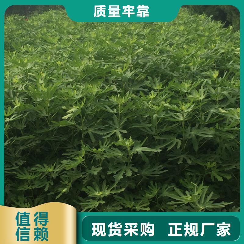 無花果草莓苗性價比高