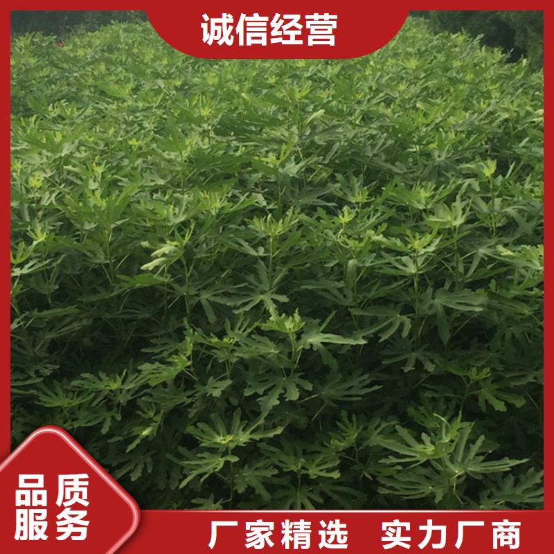 【無花果】嘎啦蘋果工廠現(xiàn)貨供應(yīng)