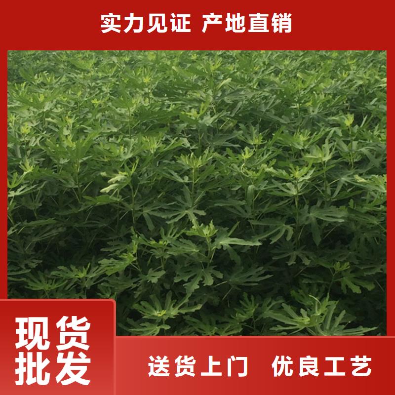 無花果梨樹苗服務至上