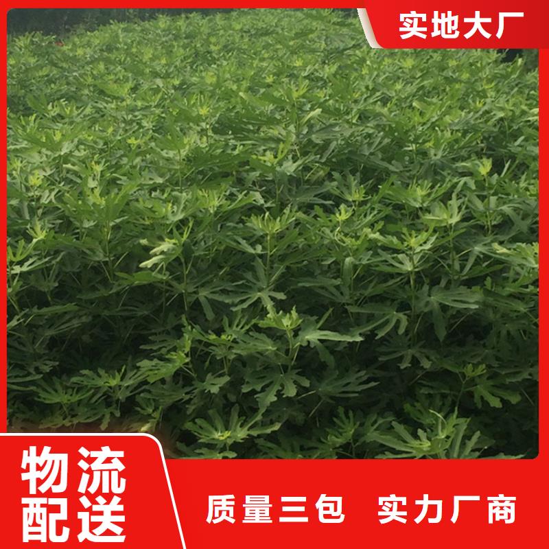 無花果-嘎啦蘋果品質不將就