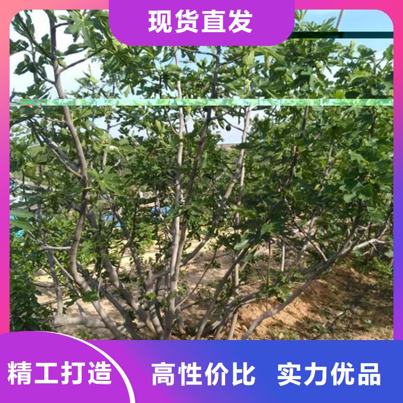 無花果,【蘋果苗】讓客戶買的放心