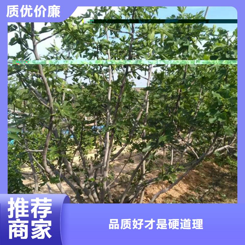 【無花果】櫻桃苗用途廣泛