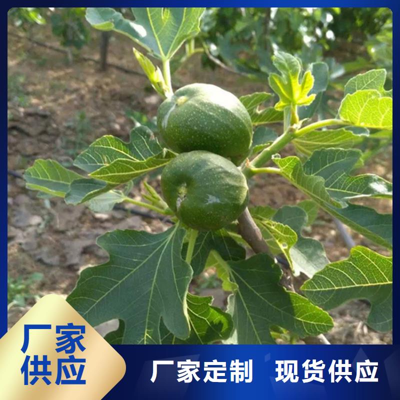 無花果,櫻桃苗廠家直銷省心省錢