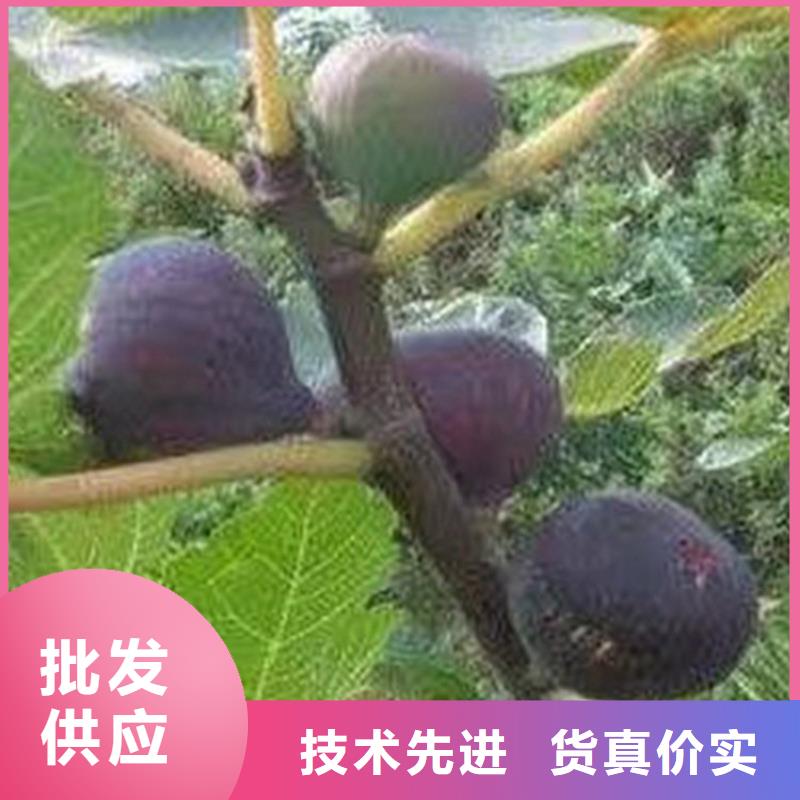 【無花果櫻桃苗現(xiàn)貨充裕】