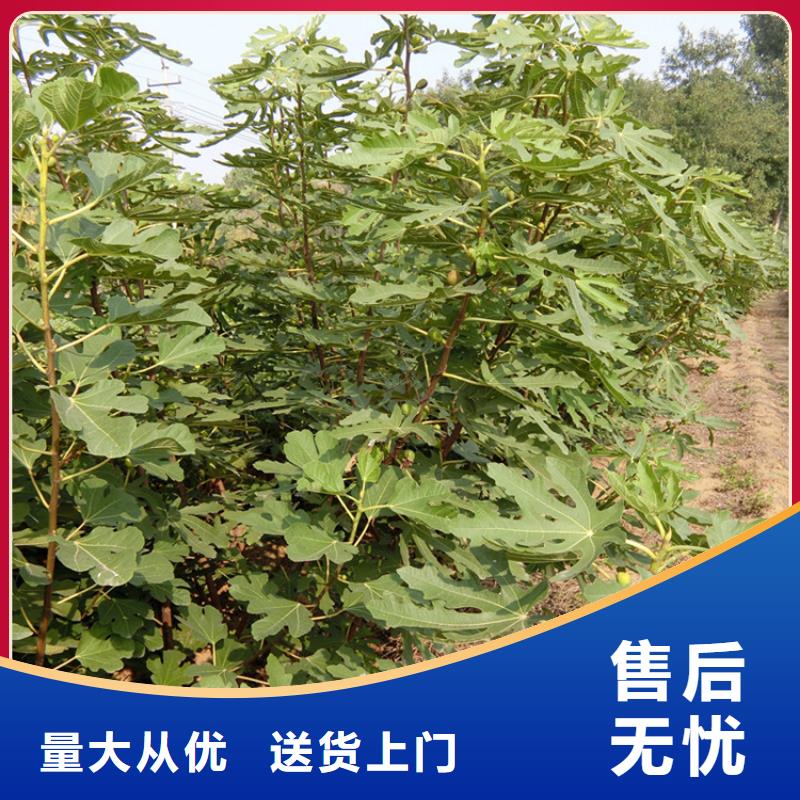 【無花果櫻桃苗現(xiàn)貨充裕】