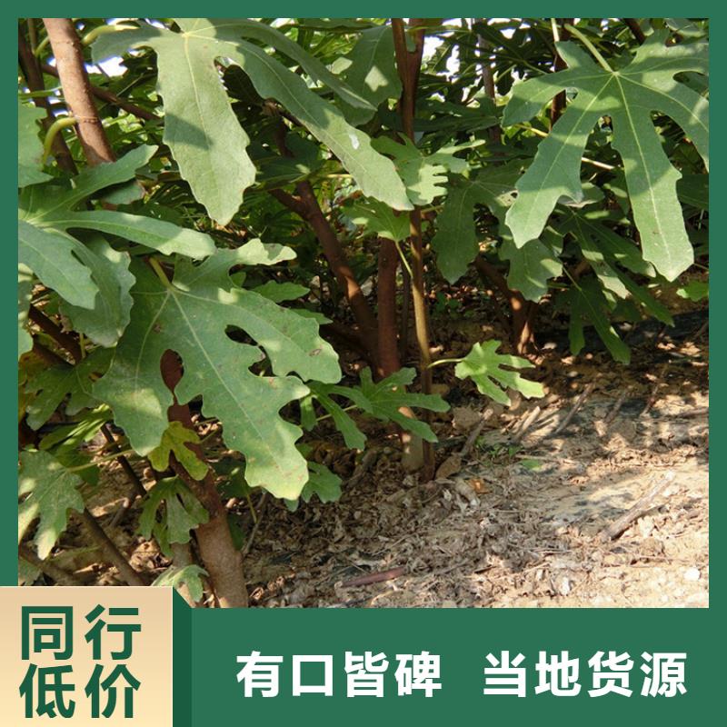 无花果北美冬青层层质检