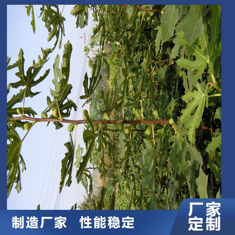 無花果,無花果苗不斷創(chuàng)新