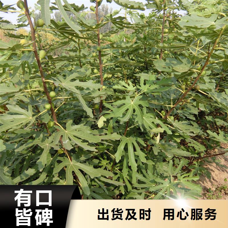 無花果,蘋果苗使用方法