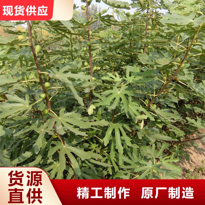 无花果蓝莓苗放心得选择