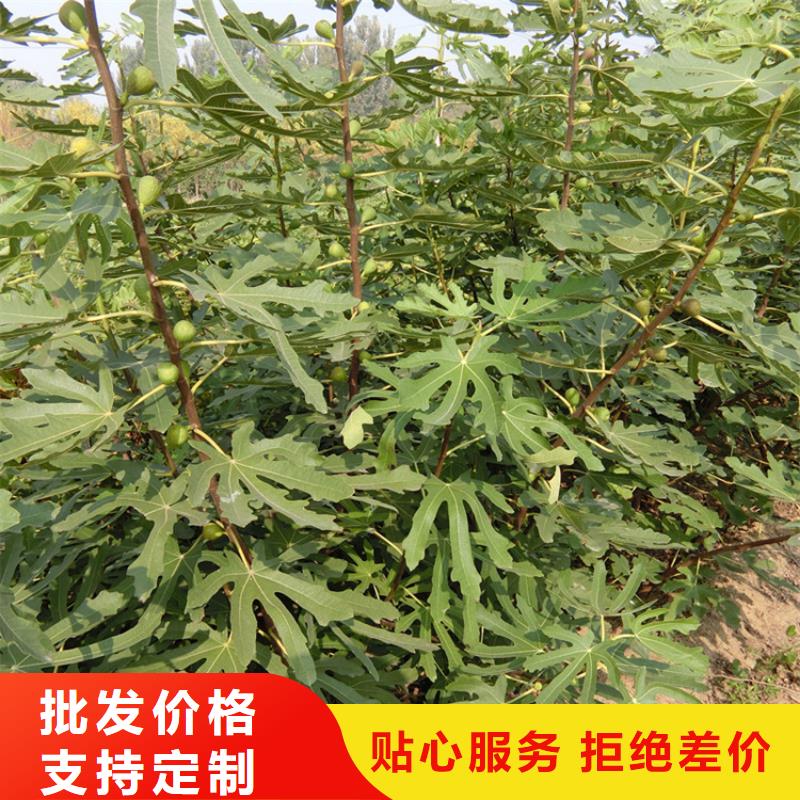 无花果,樱桃苗超产品在细节