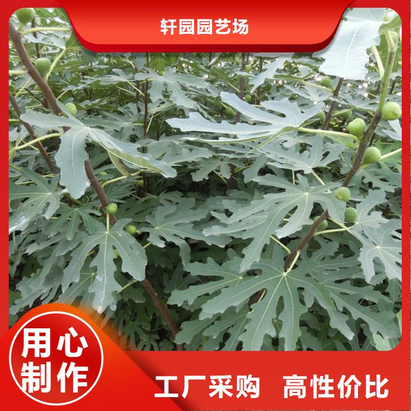 无花果蓝莓苗放心得选择